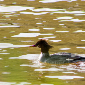 Merganser Duck