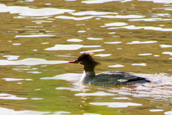 Merganser Duck