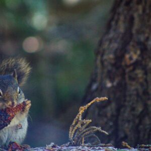 Pine cone scavenger