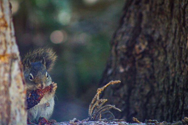 Pine cone scavenger